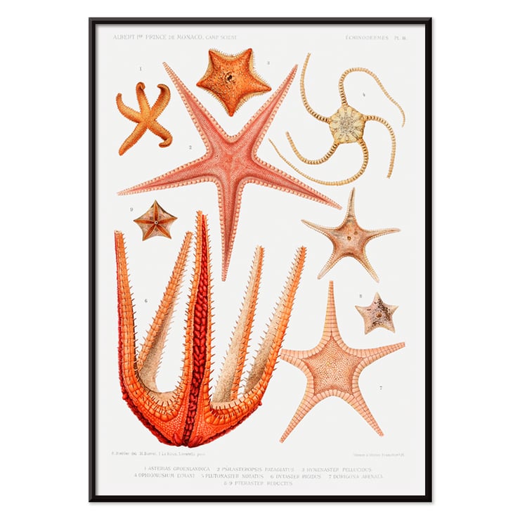Illustration von Seesternsorten von Albert I. aus Résultats des Campagnes Scientifiques. Poster der Seesternarten-Set-Illustration aus Résultats des Campagnes Scientifiques von Albert I. Fürst von Monaco