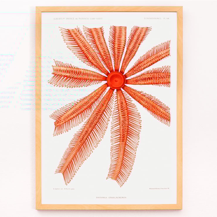 Brisingidae starfish illustration by Albert I Prince of Monaco titled Résultats des Campagnes Scientifiques framed artwork. Poster featuring the Brisingidae starfish illustration from Résultats des Campagnes Scientifiques by Albert I Prince of Monaco
