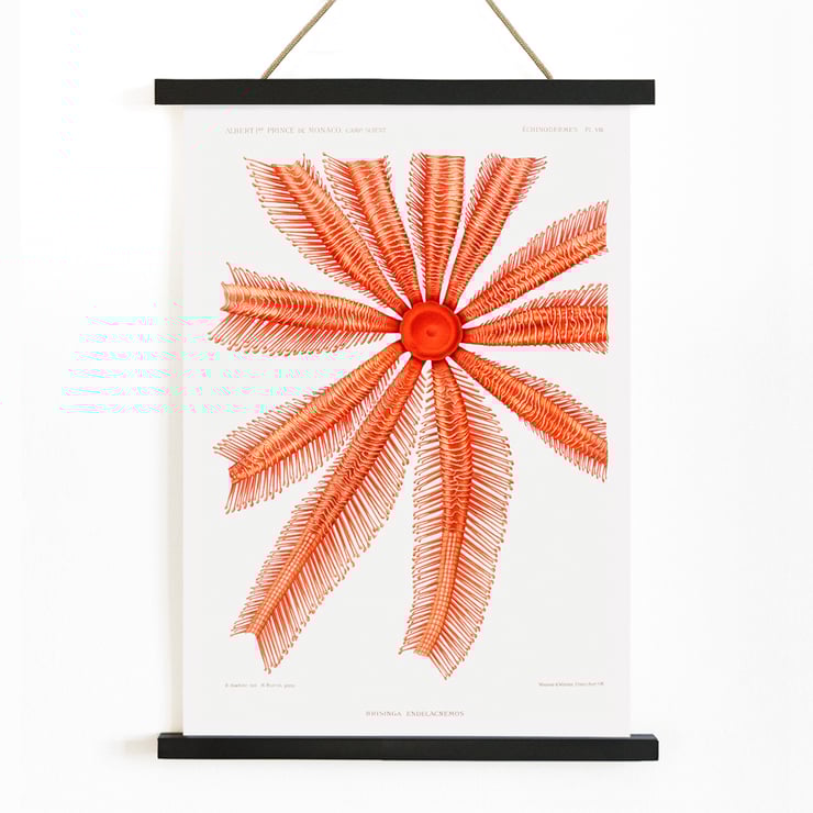 Brisingidae starfish illustration by Albert I Prince of Monaco titled Résultats des Campagnes Scientifiques framed artwork. Poster featuring the Brisingidae starfish illustration from Résultats des Campagnes Scientifiques by Albert I Prince of Monaco