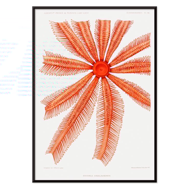 Brisingidae starfish illustration by Albert I Prince of Monaco titled Résultats des Campagnes Scientifiques framed artwork. Poster featuring the Brisingidae starfish illustration from Résultats des Campagnes Scientifiques by Albert I Prince of Monaco