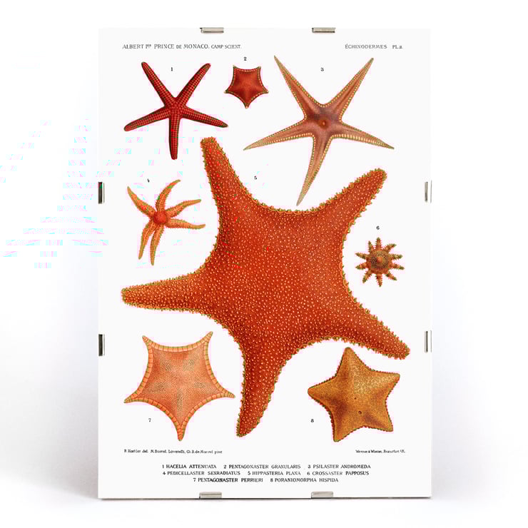 Starfish varieties set illustration by Albert I Prince of Monaco from Résultats des Campagnes Scientifiques Poster of starfish varieties from Résultats des Campagnes Scientifiques by Albert I Prince of Monaco featuring detailed illustrations