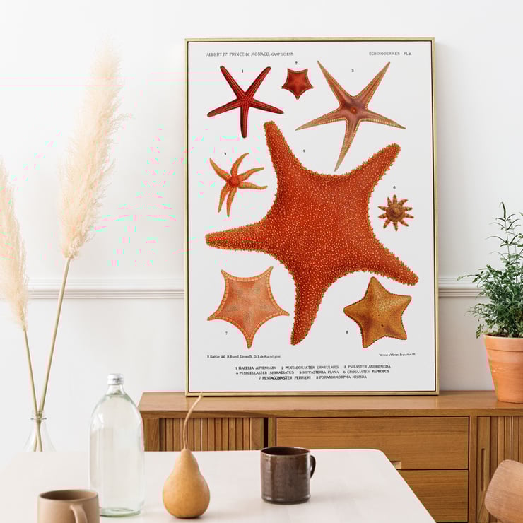 Starfish varieties set illustration by Albert I Prince of Monaco from Résultats des Campagnes Scientifiques Poster of starfish varieties from Résultats des Campagnes Scientifiques by Albert I Prince of Monaco featuring detailed illustrations