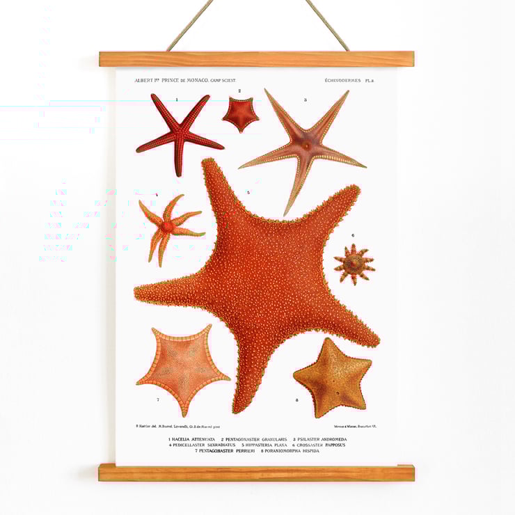 Starfish varieties set illustration by Albert I Prince of Monaco from Résultats des Campagnes Scientifiques Poster of starfish varieties from Résultats des Campagnes Scientifiques by Albert I Prince of Monaco featuring detailed illustrations