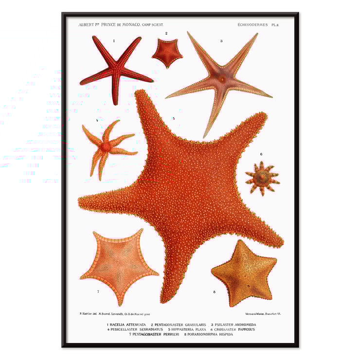 Starfish varieties set illustration by Albert I Prince of Monaco from Résultats des Campagnes Scientifiques Poster of starfish varieties from Résultats des Campagnes Scientifiques by Albert I Prince of Monaco featuring detailed illustrations