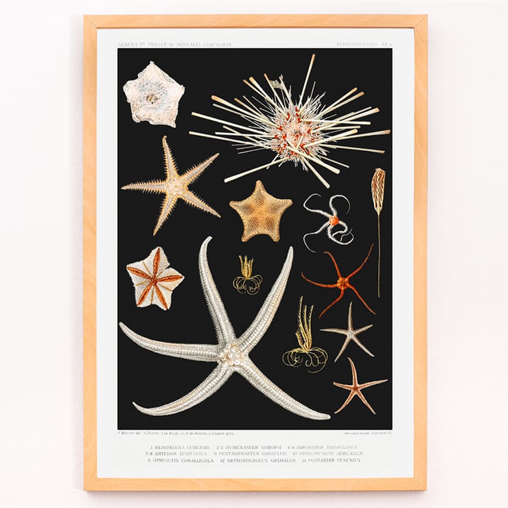Starfish varieties illustration by Albert I Prince of Monaco from the artwork Résultats des Campagnes Scientifiques. Poster featuring starfish varieties from Albert I's artwork Résultats des Campagnes Scientifiques.