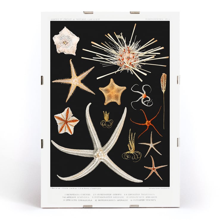 Starfish varieties illustration by Albert I Prince of Monaco from the artwork Résultats des Campagnes Scientifiques. Poster featuring starfish varieties from Albert I's artwork Résultats des Campagnes Scientifiques.