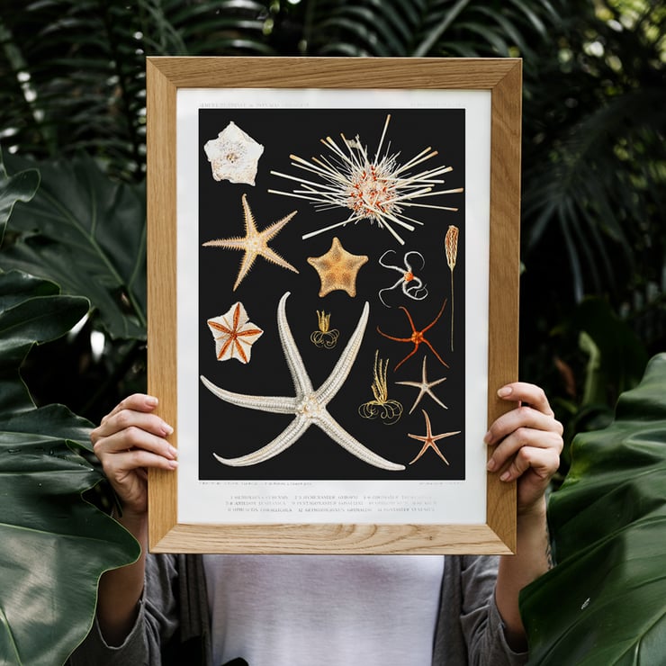 Starfish varieties illustration by Albert I Prince of Monaco from the artwork Résultats des Campagnes Scientifiques. Poster featuring starfish varieties from Albert I's artwork Résultats des Campagnes Scientifiques.