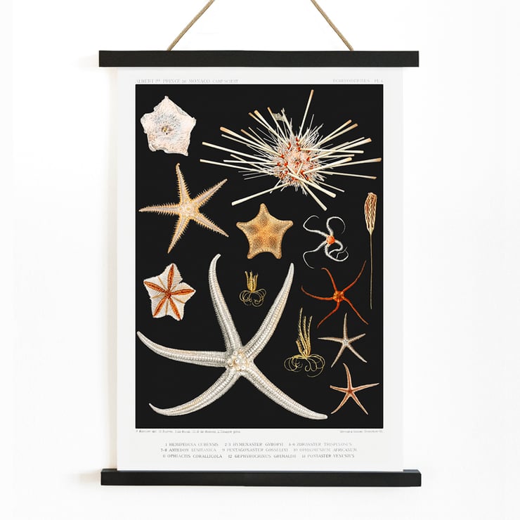 Starfish varieties illustration by Albert I Prince of Monaco from the artwork Résultats des Campagnes Scientifiques. Poster featuring starfish varieties from Albert I's artwork Résultats des Campagnes Scientifiques.