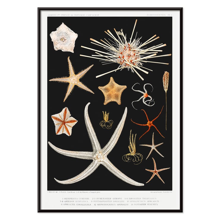 Starfish varieties illustration by Albert I Prince of Monaco from the artwork Résultats des Campagnes Scientifiques. Poster featuring starfish varieties from Albert I's artwork Résultats des Campagnes Scientifiques.