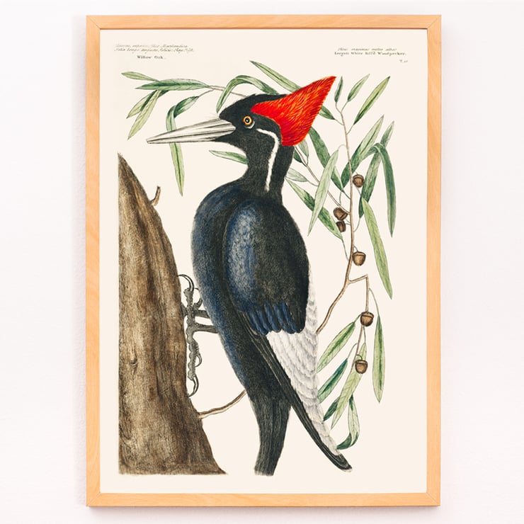 Ivory-billed Woodpecker artwork by Mark Catesby from The Natural History of Carolina Florida and the Bahama Islands depicting a bird in a tree. Poster of Ivory-billed Woodpecker by Mark Catesby from The Natural History of Carolina Florida and the Bahama Islands