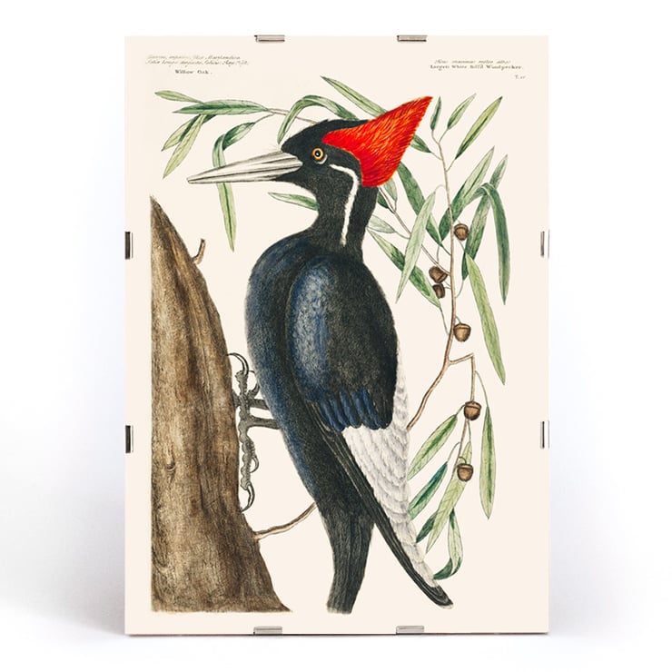 Ivory-billed Woodpecker artwork by Mark Catesby from The Natural History of Carolina Florida and the Bahama Islands depicting a bird in a tree. Poster of Ivory-billed Woodpecker by Mark Catesby from The Natural History of Carolina Florida and the Bahama Islands