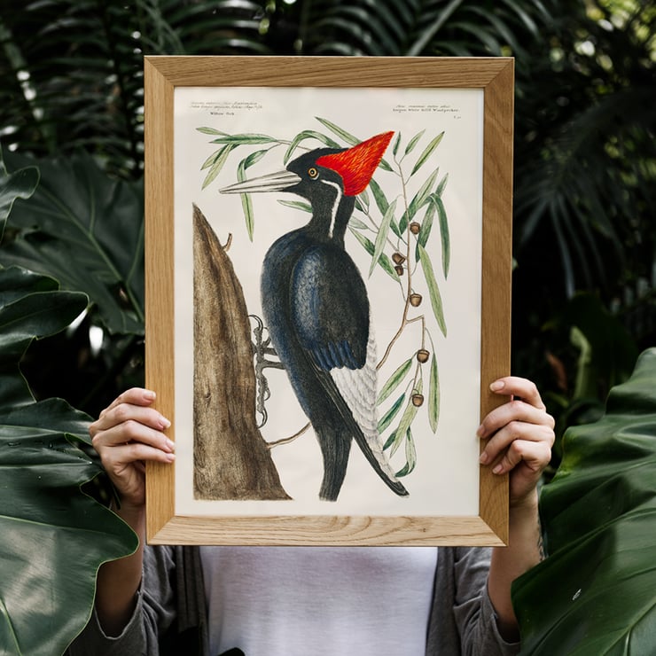 Ivory-billed Woodpecker artwork by Mark Catesby from The Natural History of Carolina Florida and the Bahama Islands depicting a bird in a tree. Poster of Ivory-billed Woodpecker by Mark Catesby from The Natural History of Carolina Florida and the Bahama Islands