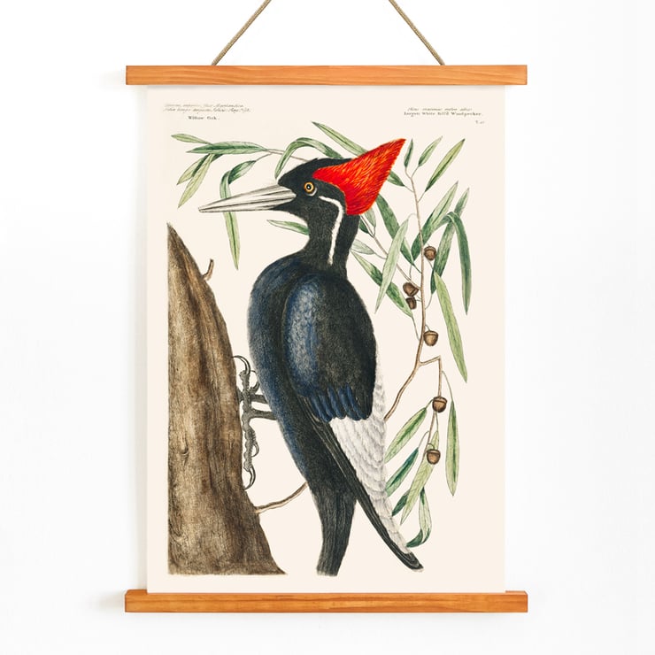 Ivory-billed Woodpecker artwork by Mark Catesby from The Natural History of Carolina Florida and the Bahama Islands depicting a bird in a tree. Poster of Ivory-billed Woodpecker by Mark Catesby from The Natural History of Carolina Florida and the Bahama Islands