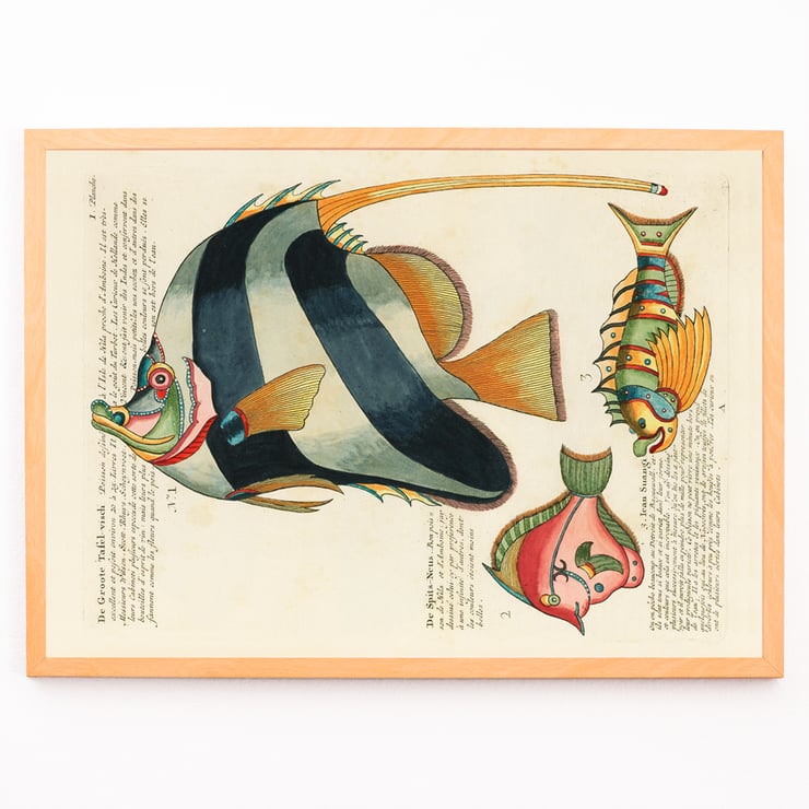 Colourful and surreal fish illustrations by Louis Renard from Histoire naturelle des plus rares curiositez de la mer des Indes. Poster with colourful surreal illustrations of fishes by Louis Renard from Histoire naturelle des plus rares curiositez de la mer des Indes