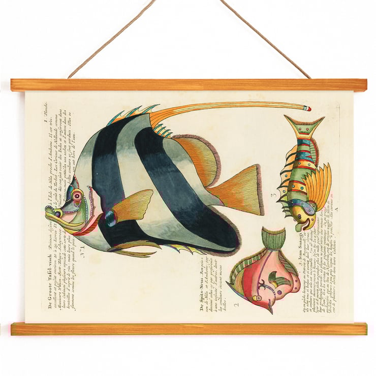 Colourful and surreal fish illustrations by Louis Renard from Histoire naturelle des plus rares curiositez de la mer des Indes. Poster with colourful surreal illustrations of fishes by Louis Renard from Histoire naturelle des plus rares curiositez de la mer des Indes