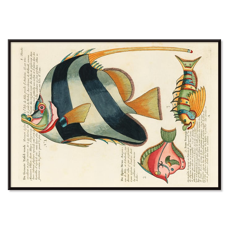 Colourful and surreal fish illustrations by Louis Renard from Histoire naturelle des plus rares curiositez de la mer des Indes. Poster with colourful surreal illustrations of fishes by Louis Renard from Histoire naturelle des plus rares curiositez de la mer des Indes