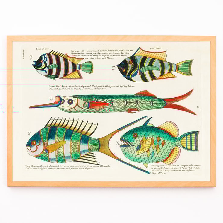 Colorful and surreal illustrations of Moluccas fishes by Louis Renard from Histoire naturelle des plus rares curiositez de la mer des Indes. Poster featuring colourful and surreal illustrations of fishes by Louis Renard from Histoire naturelle des plus rares curiositez