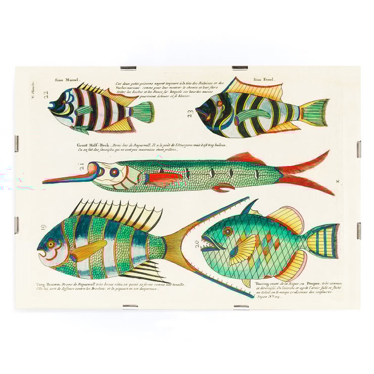Colorful and surreal illustrations of Moluccas fishes by Louis Renard from Histoire naturelle des plus rares curiositez de la mer des Indes. Poster featuring colourful and surreal illustrations of fishes by Louis Renard from Histoire naturelle des plus rares curiositez
