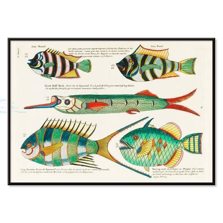 Colorful and surreal illustrations of Moluccas fishes by Louis Renard from Histoire naturelle des plus rares curiositez de la mer des Indes. Poster featuring colourful and surreal illustrations of fishes by Louis Renard from Histoire naturelle des plus rares curiositez