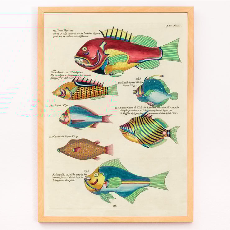 Colourful surreal illustrations of fishes from Moluccas and the East Indies by Louis Renard in Histoire naturelle des plus rares curiositez de la mer des Indes Poster featuring colourful and surreal illustrations of fishes by Louis Renard from Histoire naturelle des plus rares curiositez