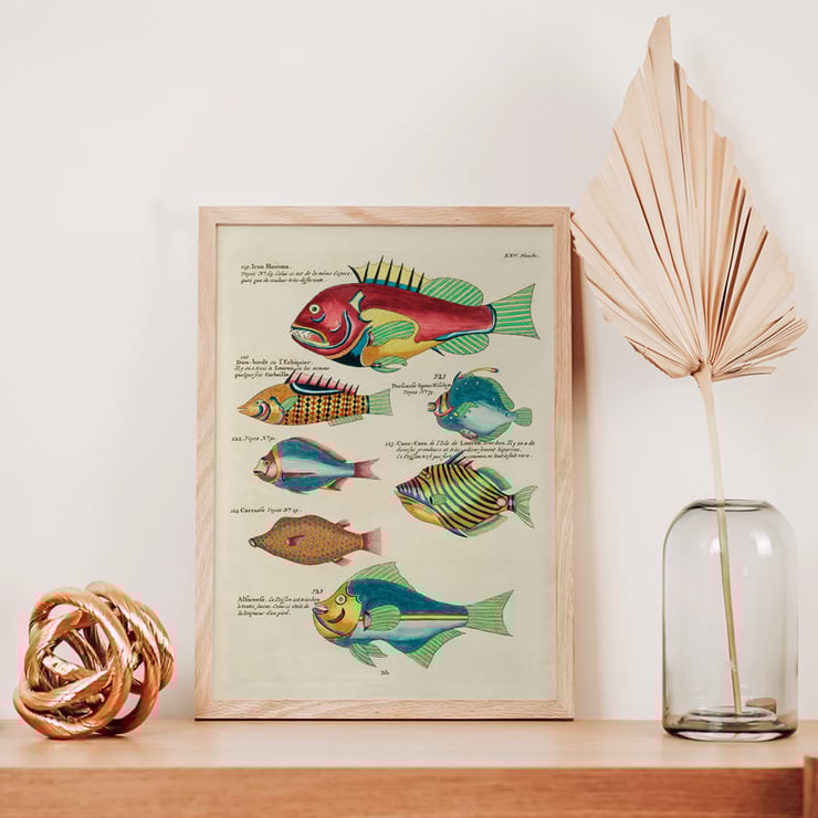 Colourful surreal illustrations of fishes from Moluccas and the East Indies by Louis Renard in Histoire naturelle des plus rares curiositez de la mer des Indes Poster featuring colourful and surreal illustrations of fishes by Louis Renard from Histoire naturelle des plus rares curiositez