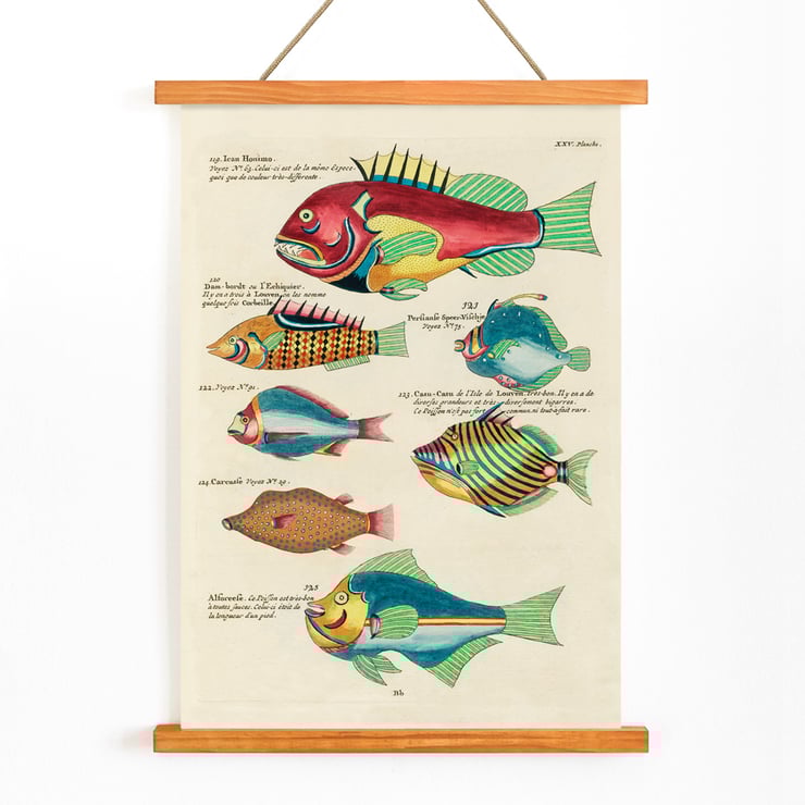 Colourful surreal illustrations of fishes from Moluccas and the East Indies by Louis Renard in Histoire naturelle des plus rares curiositez de la mer des Indes Poster featuring colourful and surreal illustrations of fishes by Louis Renard from Histoire naturelle des plus rares curiositez