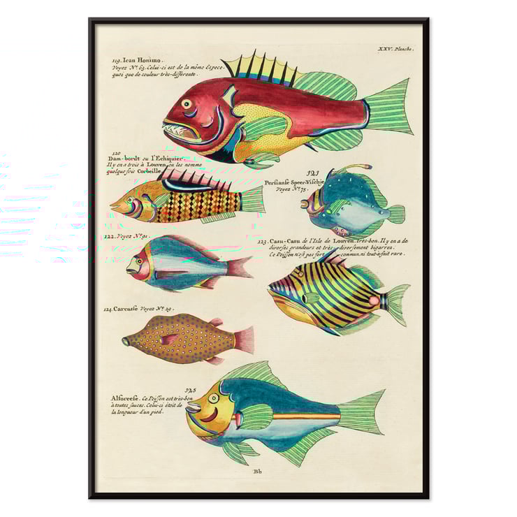 Colourful surreal illustrations of fishes from Moluccas and the East Indies by Louis Renard in Histoire naturelle des plus rares curiositez de la mer des Indes Poster featuring colourful and surreal illustrations of fishes by Louis Renard from Histoire naturelle des plus rares curiositez