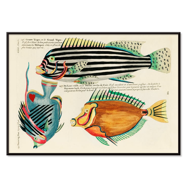 Colourful and surreal illustrations of Moluccas and East Indies fishes by Louis Renard from Histoire naturelle des plus rares curiositez de la mer des Indes displaying vibrant aquatic life. Poster of colourful surreal fish illustrations by Louis Renard from Histoire naturelle des plus rares curiositez de la mer des Indes