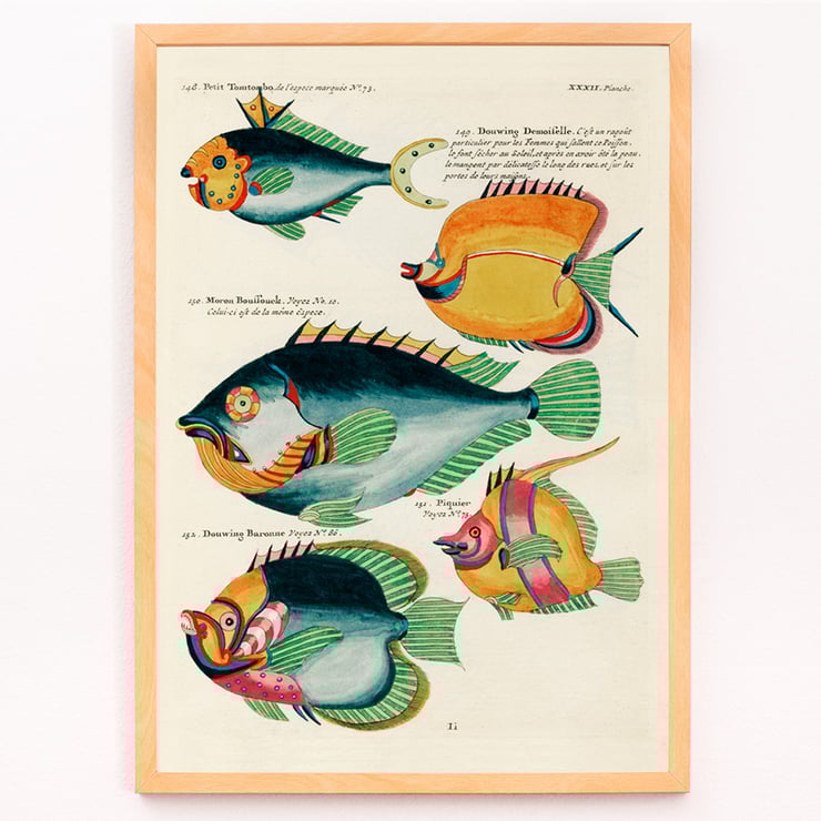 Colourful and surreal illustrations of fishes found in Moluccas and the East Indies by Louis Renard from Histoire naturelle des plus rares curiositez de la mer des Indes featuring diverse exotic marine life. Poster featuring colourful surreal fish illustrations from Histoire naturelle des plus rares curiositez by Louis Renard.