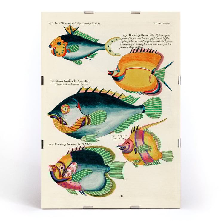 Colourful and surreal illustrations of fishes found in Moluccas and the East Indies by Louis Renard from Histoire naturelle des plus rares curiositez de la mer des Indes featuring diverse exotic marine life. Poster featuring colourful surreal fish illustrations from Histoire naturelle des plus rares curiositez by Louis Renard.