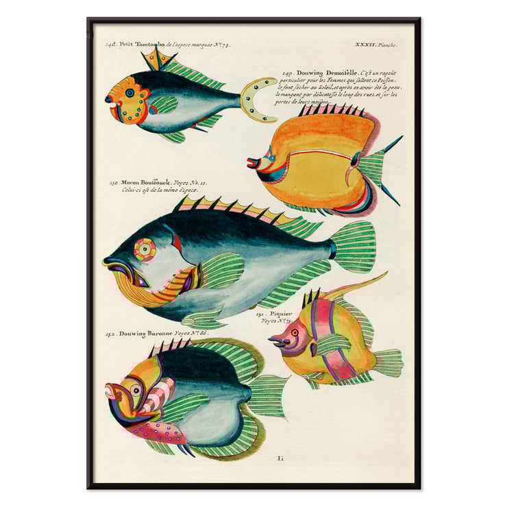 Colourful and surreal illustrations of fishes found in Moluccas and the East Indies by Louis Renard from Histoire naturelle des plus rares curiositez de la mer des Indes featuring diverse exotic marine life. Poster featuring colourful surreal fish illustrations from Histoire naturelle des plus rares curiositez by Louis Renard.