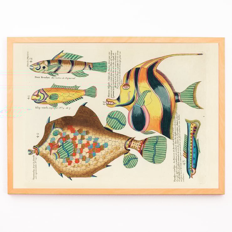 Colourful and surreal illustrations of fishes by Louis Renard from Histoire naturelle des plus rares curiositez de la mer des Indes. Poster featuring colourful surreal illustrations of fishes by Louis Renard from Histoire naturelle des plus rares curiositez de la mer des Indes.