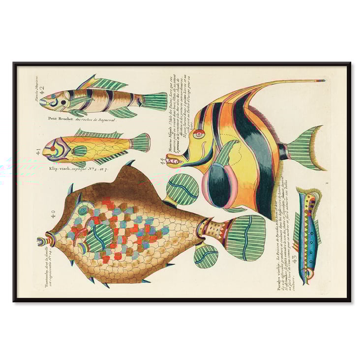 Colourful and surreal illustrations of fishes by Louis Renard from Histoire naturelle des plus rares curiositez de la mer des Indes. Poster featuring colourful surreal illustrations of fishes by Louis Renard from Histoire naturelle des plus rares curiositez de la mer des Indes.