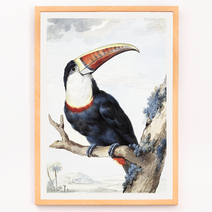 Red-billed Toucan by Aert Schouman perched on a branch in a landscape painting Poster of a Red-billed Toucan perched on a branch with a landscape background by Aert Schouman.