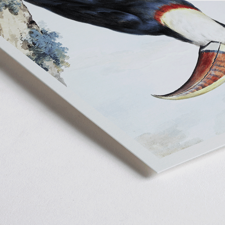 Red-billed Toucan by Aert Schouman perched on a branch in a landscape painting Poster of a Red-billed Toucan perched on a branch with a landscape background by Aert Schouman.