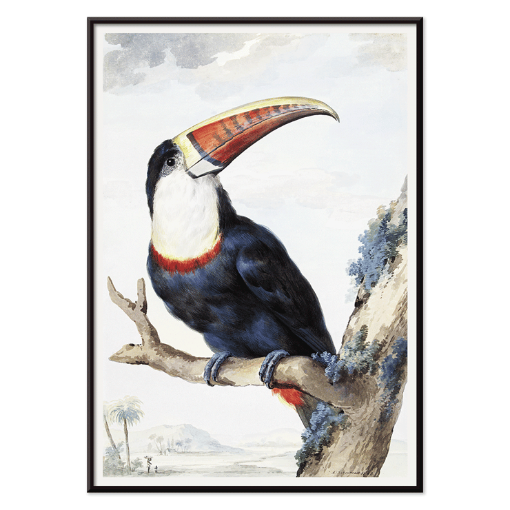 Red-billed Toucan by Aert Schouman perched on a branch in a landscape painting Poster of a Red-billed Toucan perched on a branch with a landscape background by Aert Schouman.