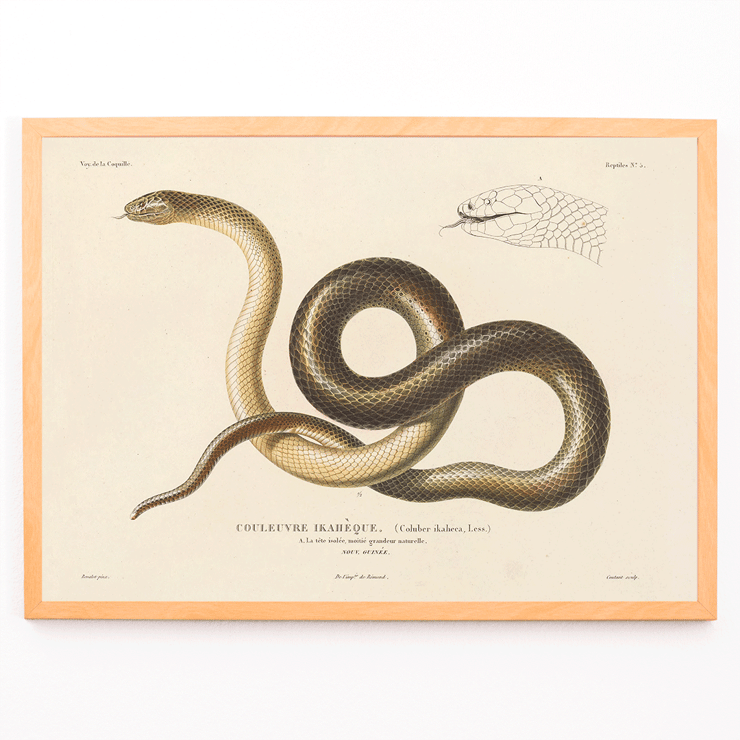 Illustration of a snake by Louis-Isidore Duperrey from Voyage autour du monde Pl.005 Poster titled Voyage autour du monde Pl.005 - Snake by Louis-Isidore Duperrey depicting a detailed illustration of a snake.