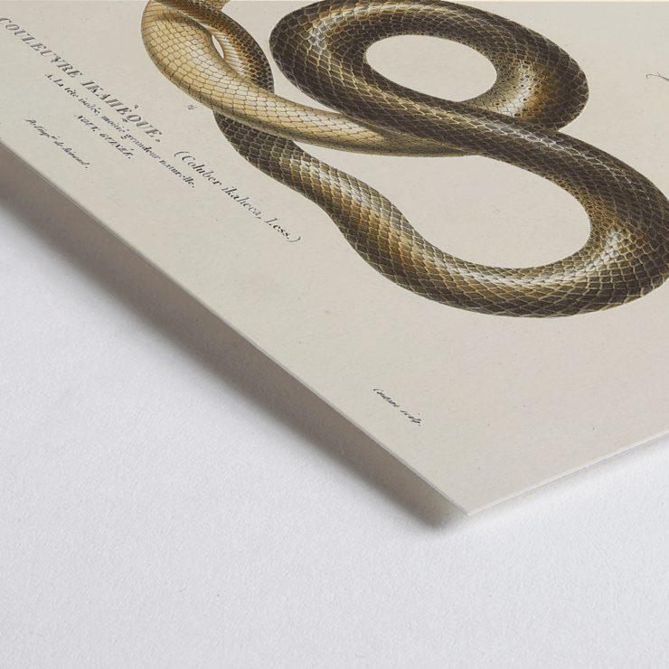 Illustration of a snake by Louis-Isidore Duperrey from Voyage autour du monde Pl.005 Poster titled Voyage autour du monde Pl.005 - Snake by Louis-Isidore Duperrey depicting a detailed illustration of a snake.