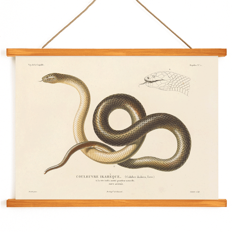 Illustration of a snake by Louis-Isidore Duperrey from Voyage autour du monde Pl.005 Poster titled Voyage autour du monde Pl.005 - Snake by Louis-Isidore Duperrey depicting a detailed illustration of a snake.