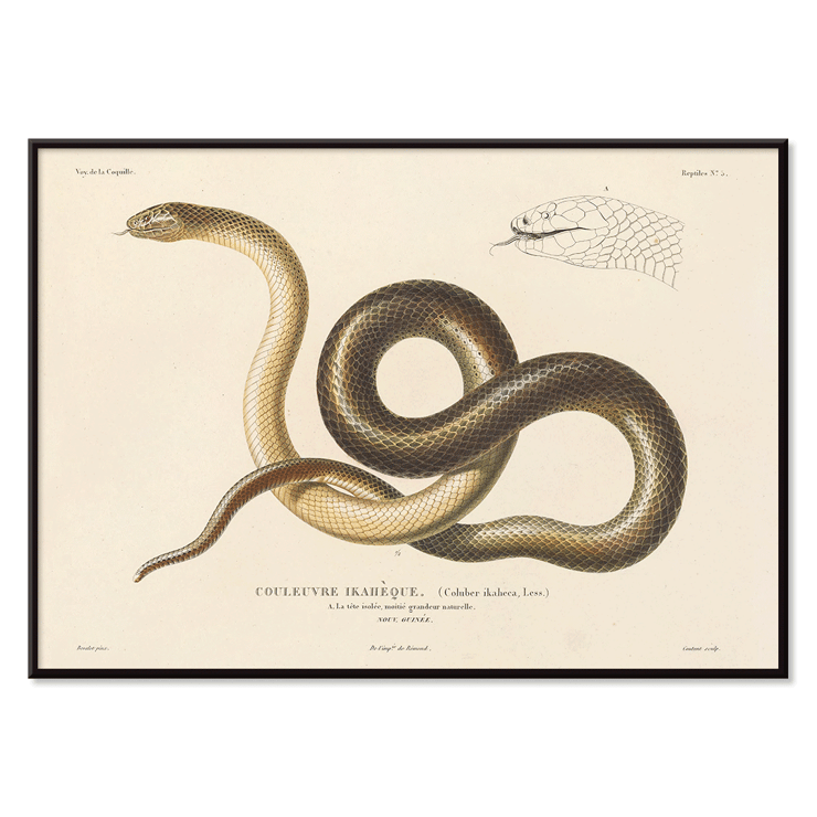 Illustration of a snake by Louis-Isidore Duperrey from Voyage autour du monde Pl.005 Poster titled Voyage autour du monde Pl.005 - Snake by Louis-Isidore Duperrey depicting a detailed illustration of a snake.