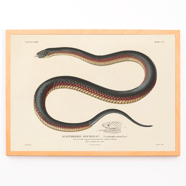 Illustration of a snake by Louis-Isidore Duperrey in Voyage autour du monde Pl.006 Poster featuring a detailed, coiled snake illustration from the artwork titled Voyage autour du monde Pl.006 - Snake by Louis-Isidore Duperrey