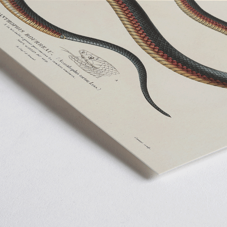 Illustration of a snake by Louis-Isidore Duperrey in Voyage autour du monde Pl.006 Poster featuring a detailed, coiled snake illustration from the artwork titled Voyage autour du monde Pl.006 - Snake by Louis-Isidore Duperrey