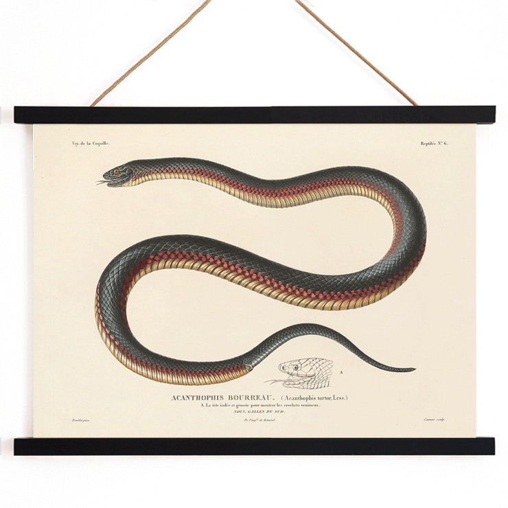Illustration of a snake by Louis-Isidore Duperrey in Voyage autour du monde Pl.006 Poster featuring a detailed, coiled snake illustration from the artwork titled Voyage autour du monde Pl.006 - Snake by Louis-Isidore Duperrey