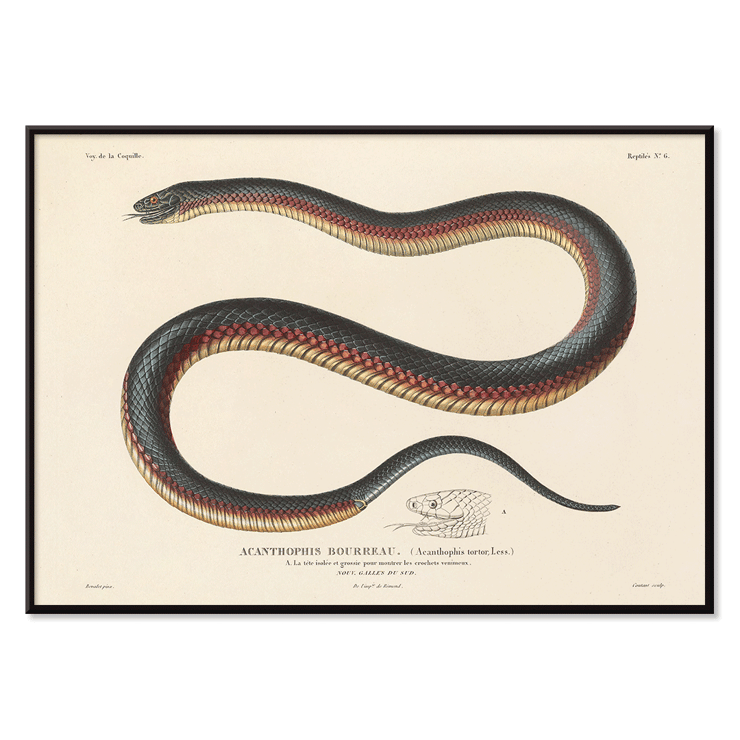 Illustration of a snake by Louis-Isidore Duperrey in Voyage autour du monde Pl.006 Poster featuring a detailed, coiled snake illustration from the artwork titled Voyage autour du monde Pl.006 - Snake by Louis-Isidore Duperrey