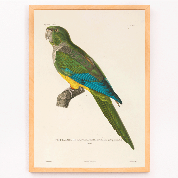 Colorful parrot illustration by Louis-Isidore Duperrey from Voyage autour du monde Pl141 Bird Poster featuring a colorful parrot from "Voyage autour du monde Pl.141 - Bird by Louis-Isidore Duperrey"