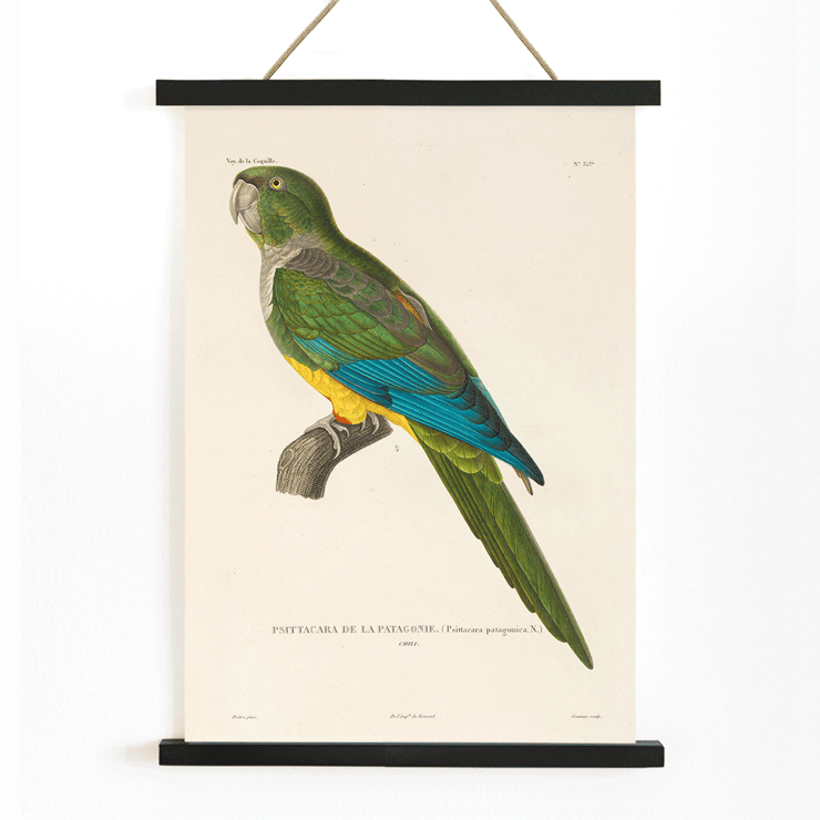Colorful parrot illustration by Louis-Isidore Duperrey from Voyage autour du monde Pl141 Bird Poster featuring a colorful parrot from "Voyage autour du monde Pl.141 - Bird by Louis-Isidore Duperrey"