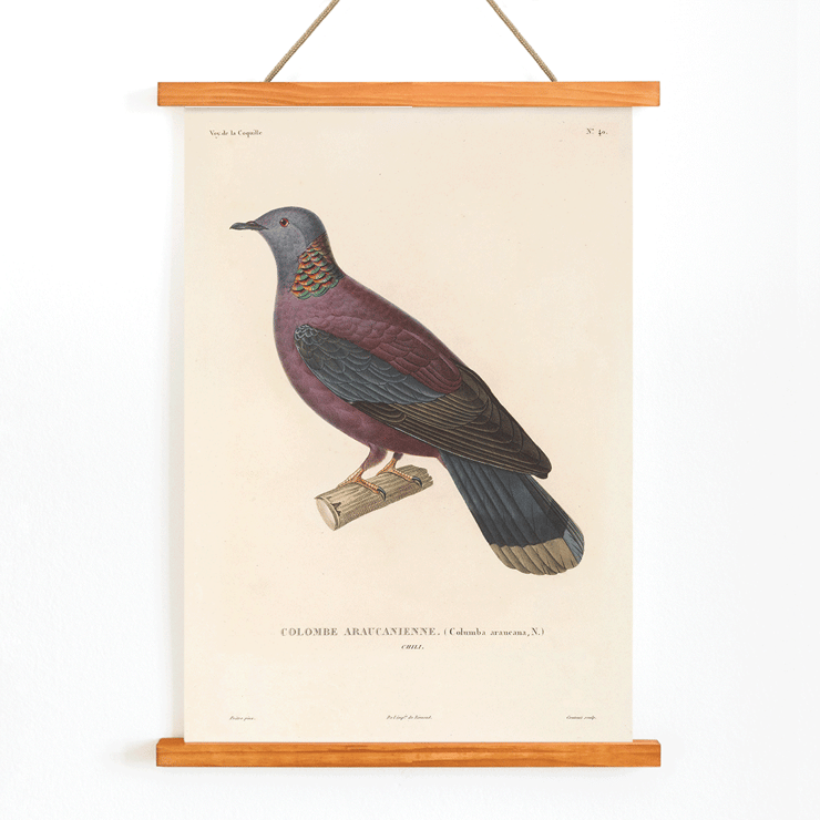 Illustration of a colorful bird perched on a branch by Louis-Isidore Duperrey from Voyage autour du monde Pl 148 Bird Poster of a colorful bird perched on a branch by Louis-Isidore Duperrey from the artwork Voyage autour du monde Pl.148 Bird