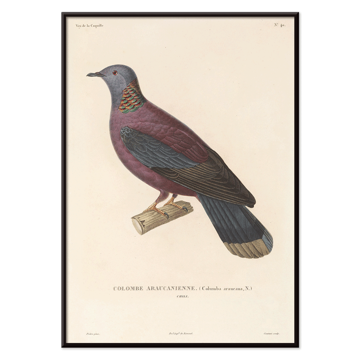 Illustration of a colorful bird perched on a branch by Louis-Isidore Duperrey from Voyage autour du monde Pl 148 Bird Poster of a colorful bird perched on a branch by Louis-Isidore Duperrey from the artwork Voyage autour du monde Pl.148 Bird