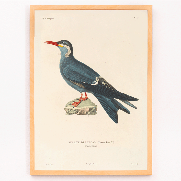 Illustration of Stern des Incas bird by Louis-Isidore Duperrey titled Voyage autour du monde Pl.153 Bird Poster of a bird standing on a rock from Voyage autour du monde Pl.153 Bird by Louis-Isidore Duperrey