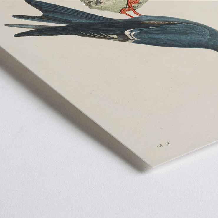 Illustration of Stern des Incas bird by Louis-Isidore Duperrey titled Voyage autour du monde Pl.153 Bird Poster of a bird standing on a rock from Voyage autour du monde Pl.153 Bird by Louis-Isidore Duperrey